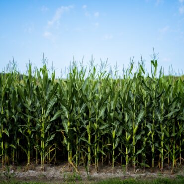 A beautiful shot of cornfield with a blue sky in the background