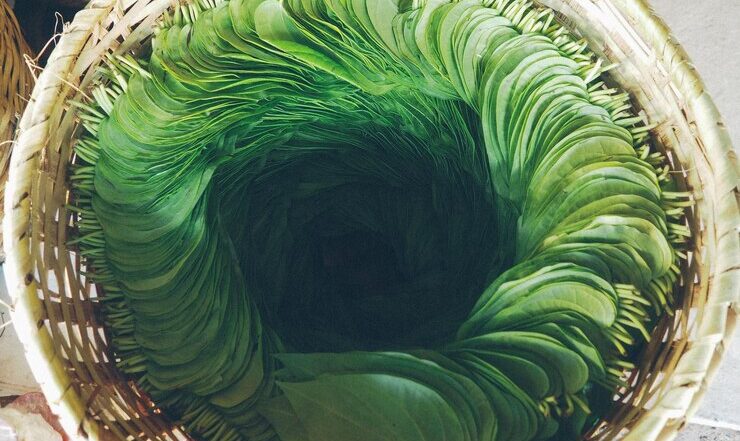 high-angle-view-betel-nut-leaves-basket_1048944-10149234 high-angle-view-betel-nut-leaves-basket_1048944-10149234