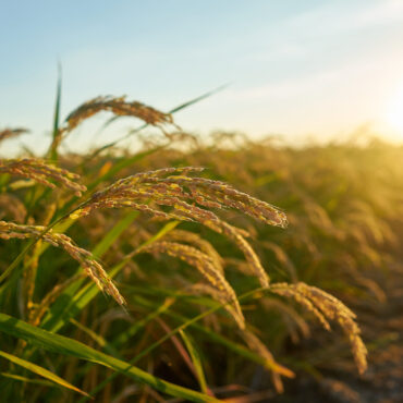 A large green rice field with green rice plants in rows in Valencia sunset